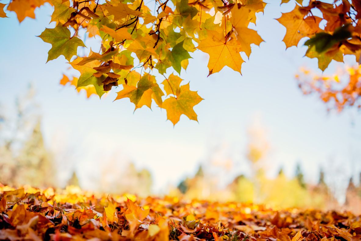 LEAF REMOVAL